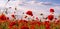 Anzac Day memorial poppies. Field of red poppy flowers to honour fallen veterans soldiers in battle of Anzac armistice