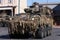 Anzac Day Parade with armoured vehicles driving down main street of town