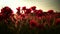 Anzac day. Poppy field in full bloom against sunlight. The remembrance poppy appeal. Memorial Day in New Zealand