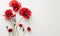 Anzac Day, poppy flowers on white background. Remembrance day symbol