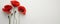 Anzac Day, poppy flowers on white background. Remembrance day symbol