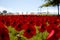 Anzac Poppies on a hill in East Auckland in remembrance of Anzac