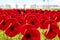 Anzac Poppies on a hill in East Auckland in remembrance of Anzac