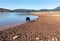 Aoos Springs Lake Epirus Greece. Wild black horse quench its thirst in clean water, winter day