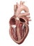 The aortic valve