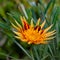 Apache Gazania Large Decorative flower square composition