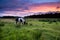 Apache horse grazing at sunset