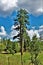 Apache Sitgreaves National Forest 2002 Rodeo-Chediski Fire Regrowth as of 2018, Arizona, United States