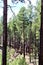 Apache Sitgreaves National Forest 2002 Rodeo-Chediski Fire Regrowth as of 2018, Arizona, United States