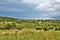 Apache-Sitgreaves National Forest, Forest Service Road 51, Arizona, United States