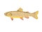 Apache Trout or Arizona Trout Side View WPA Art