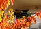 Apartment access corridor of residential bulding with red and orange color fall leaves in the foreground