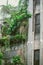 Apartment building with vine green tree plant grow