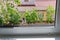 Apartment flat window sill planting flower pots gardening herbs tomatoes