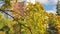 Apartment house and maple tree in autumn