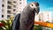 Apartment life with a smart and talkative African gray parrot, a delightful feathered friend