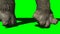 Apatosaurus Walking on Green Screen