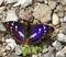 Apature iris/purple emperor