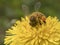 Ape al lavoro su fiore di tarassaco fotografata durante la raccolta del polline