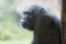 Ape chimpanzee monkey after a glass
