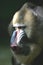 Ape Mandrill Male