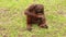 An ape plays with a piece of wood in a zoo park. A male orangutan sits on the grass and looks at a piece of bark