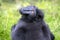 Ape portrait, crested black macaque