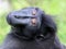 Ape portrait, crested black macaque