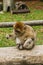 Ape sitting in Affenberg Monkey hill Salem