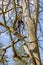 Apeldoorn, Gelderland in the Netherlands. April 19, 2021. Man on tree branch with safety ropes and helmet, pruning bare trees