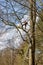 Apeldoorn, Gelderland in the Netherlands. April 19, 2021. Man trimming a bare tree with safety ropes and helmet and metal ladder