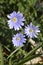 Apennine anemone