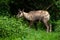 Apennine chamois, Rupicapra pyrenaica ornata, is living in Italy and Spain