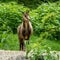 Apennine chamois, Rupicapra pyrenaica ornata, is living in Italy and Spain