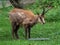 Apennine chamois, Rupicapra pyrenaica ornata, is living in Italy and Spain