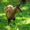 Apennine chamois, Rupicapra pyrenaica ornata, is living in Italy and Spain