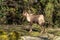 Apennine chamois, Rupicapra pyrenaica ornata, is living in Italy and Spain