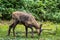 Apennine chamois, Rupicapra pyrenaica ornata, is living in Italy and Spain