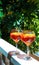 Aperol spritz tasty summer cocktail glasses outdoors