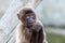 Apes sitting and eating with blurred background