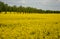 Apeseed rape is an annual or biennial crop, grown for oilseeds, used mainly for the production of oilseed rape in the background a