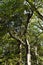 Aphananthe aspera Aphananthe oriental elm trunkbarkand leaves