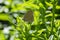 Aphantopus hyperantus beautiful butterfly on plant branches, ringlet insect sitting on leaves