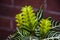 aphelandra flower. flowering nature bract. macro flowering aphelandra plant. green exotic aphelandra flower. natural flower plant