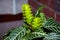 aphelandra flower. flowering nature bract. macro flowering aphelandra plant. green exotic aphelandra flower. natural flower plant