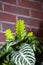 aphelandra flower. flowering nature bract. macro flowering aphelandra plant. green exotic aphelandra flower. natural flower plant