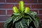 aphelandra flower. flowering nature bract. macro flowering aphelandra plant. green exotic flower. exotically natural flower plant