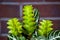 aphelandra flower. flowering nature bract. macro flowering aphelandra plant. green exotic flower. natural flower plant. flora