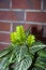 aphelandra flower. flowering nature bract. macro flowering aphelandra plant. green exotic flower. natural flower plant. flora