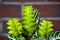 aphelandra flower. flowering nature bract. macro flowering aphelandra plant. green exotic flower. tropical natural flower plant.